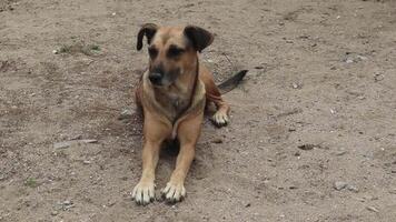 gelukkig hond op zoek in de omgeving van video