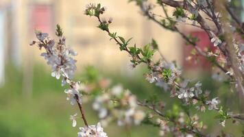 frutta albero fiorire nel primavera video