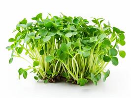 AI generated a bunch of green sprouts on a white background photo