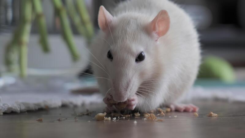 Nahansicht von süß inländisch Weiß Ratte isst Nüsse. 4k 41325153 Stock-Video bei Vecteezy