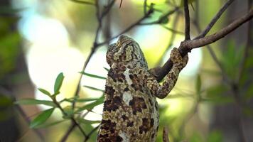 caméléon sur une arbre branche dans le sauvage forêt. proche en haut. video