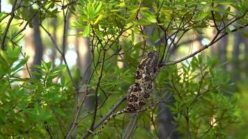 caméléon sur une arbre branche dans le sauvage forêt. proche en haut. 4k video