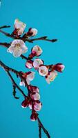 tempo periodo di il fioritura di bianca petali di un' albicocca fiore su blu sfondo. primavera tempo periodo di apertura bellissimo fiori su rami albicocca albero. macro sparo, verticale filmato. video