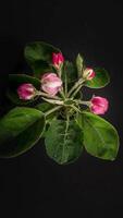 Time lapse of Spring flowers opening. Beautiful Spring apple-tree blossom open. Blooming backdrop on black background. Macro shot, vertical footage. video