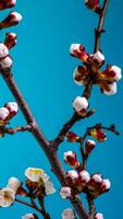 hora lapso de el cierne de blanco pétalos de un albaricoque flor en azul antecedentes. primavera hora lapso de apertura hermosa flores en ramas albaricoque árbol. macro disparo, vertical imágenes. video