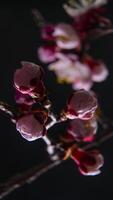 tempo periodo di il fioritura di bianca petali di un' albicocca fiore su nero sfondo. primavera tempo periodo di apertura bellissimo fiori su rami albicocca albero. macro sparo, verticale filmato. video