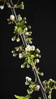 Time lapse of Spring flowers opening. Beautiful Spring apple-tree blossom open. White flowers bloom on black background. Macro shot, vertical footage. video