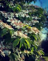 White flowers on the branches of a tree in the garden in spring photo