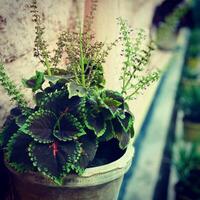 Vintage photo of green plants in a pot. Selective focus.