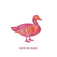 vector illustration guide Meat cuts set. Duck Butcher Poster diagrams and schematics.