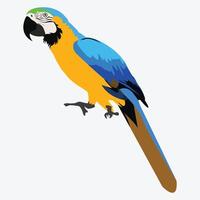 Macaw parrot isolated on white background cute vector illustration