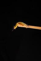 close-up view of a caterpillar on the end of a stick on a black background. photo