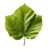 AI generated Fresh Green Bodhi Leaf Isolated on a White Background. Generative Ai png