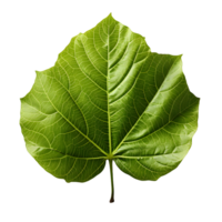 AI generated Fresh Green Bodhi Leaf Isolated on a White Background. Generative Ai png