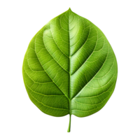 AI generated Fresh Green Bodhi Leaf Isolated on a White Background. Generative Ai png