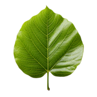 AI generated Fresh Green Bodhi Leaf Isolated on a White Background. Generative Ai png