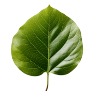 AI generated Fresh Green Bodhi Leaf Isolated on a White Background. Generative Ai png