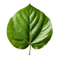 AI generated Fresh Green Bodhi Leaf Isolated on a White Background. Generative Ai png