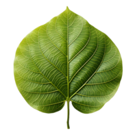 AI generated Fresh Green Bodhi Leaf Isolated on a White Background. Generative Ai png