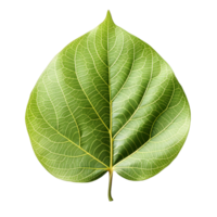 AI generated Fresh Green Bodhi Leaf Isolated on a White Background. Generative Ai png