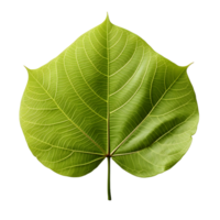 AI generated Fresh Green Bodhi Leaf Isolated on a White Background. Generative Ai png