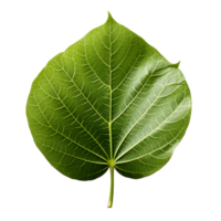 AI generated Fresh Green Bodhi Leaf Isolated on a White Background. Generative Ai png