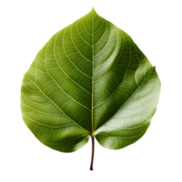 AI generated Fresh Green Bodhi Leaf Isolated on a White Background. Generative Ai png