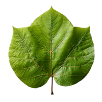 AI generated Fresh Green Bodhi Leaf Isolated on a White Background. Generative Ai png