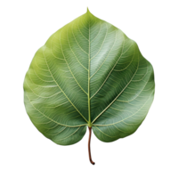 AI generated Fresh Green Bodhi Leaf Isolated on a White Background. Generative Ai png