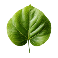 AI generated Fresh Green Bodhi Leaf Isolated on a White Background. Generative Ai png