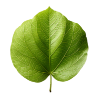 AI generated Fresh Green Bodhi Leaf Isolated on a White Background. Generative Ai png