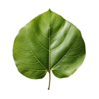 AI generated Fresh Green Bodhi Leaf Isolated on a White Background. Generative Ai png