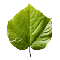 AI generated Fresh Green Bodhi Leaf Isolated on a White Background. Generative Ai png