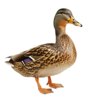 ai généré canard animal isolé sur transparent Contexte génératif ai png