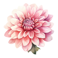 AI generated The pink dahlia flower isolated on transparent background   generative AI png