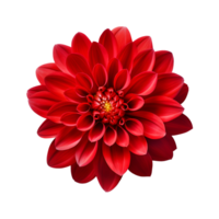 AI generated Maroon chrysanthemum flower  isolated on transparent background generative AI png