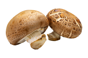 AI generated The mushroom is isolated on a transparent background. Mushroom PNG Generative AI