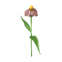 Watercolor illustration. Echinacea flower hand drawn in watercolor, purple petals, yellow center, green stem. Suitable for printing on fabric and paper, for creativity and design png