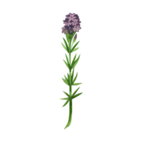 Watercolor illustration. Meadow grass heather with purple flowers and green leaves hand drawn in watercolor. Suitable for printing on paper, fabric, scrapbooking, design, textiles png