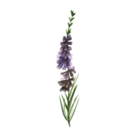 Heather painted in watercolor. Watercolor illustration, meadow heather plant with green leaves and purple flowers hand drawn in watercolor. For printing on fabric and paper png