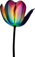 AI generated Glowing Tulip, Close-up image of Glowing tulip flower. png