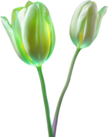 AI generated Glowing Tulip, Close-up image of Glowing tulip flower. png