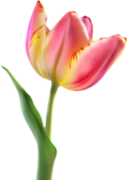 AI generated Glowing Tulip, Close-up image of Glowing tulip flower. png