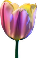 AI generated Glowing Tulip, Close-up image of Glowing tulip flower. png