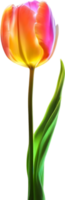 AI generated Glowing Tulip, Close-up image of Glowing tulip flower. png