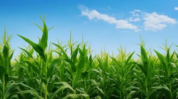 AI generated Scenic view of well organized cornstalks reaching for the blue sky photo