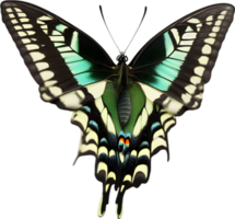 AI generated Colorful and elegant butterfly image. png