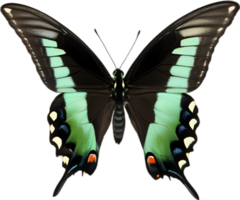 AI generated Colorful and elegant butterfly image. png