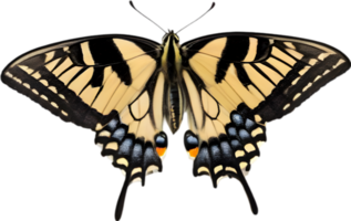 AI generated Colorful and elegant butterfly image. png