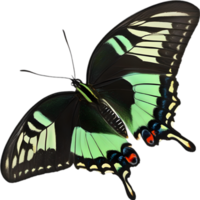 AI generated Colorful and elegant butterfly image. png